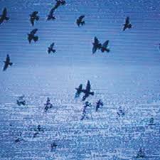 Track Of The Day #283: Field Harmonics - 'Everyone (edit)'