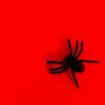 Track of The (Halloween) Day #600: SPC ECO - Nocturnal 27 Track of The (Halloween) Day #600: SPC ECO - Nocturnal 3