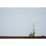 The Gromble - Jayus (Gigwise)