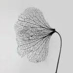 LTO - Storybook (Injazero Records)