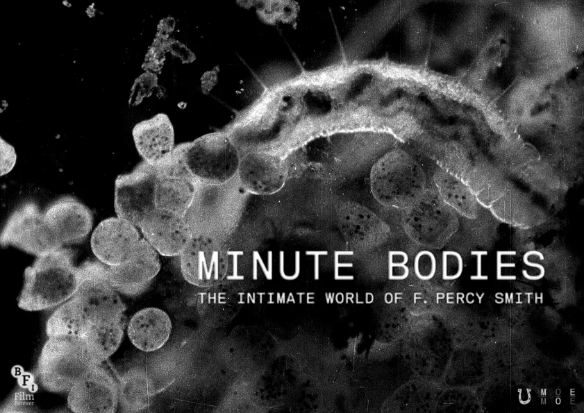 Tindersticks – Minute Bodies: The Intimate World of F Percy Smith (City Slang) 30 Tindersticks – Minute Bodies: The Intimate World of F Percy Smith (City Slang)