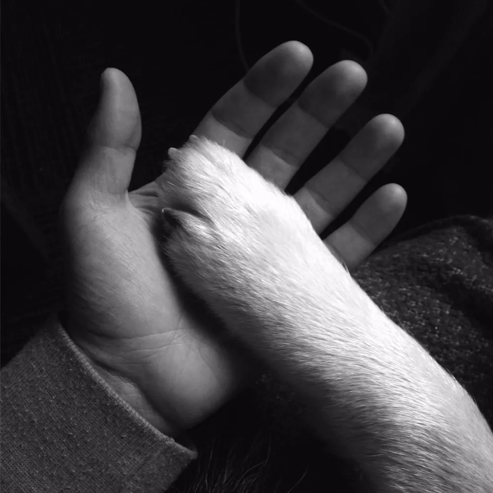 Jaws Of Love - Tasha Sits Close To The Piano (House Arrest)