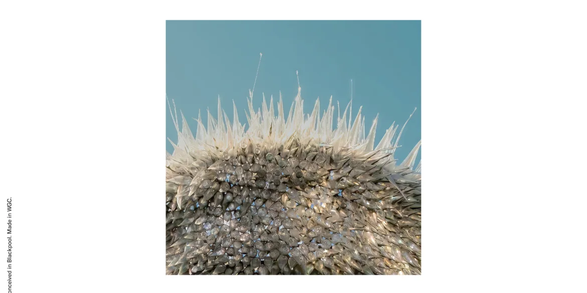 Boston Manor Sundiver album artwork