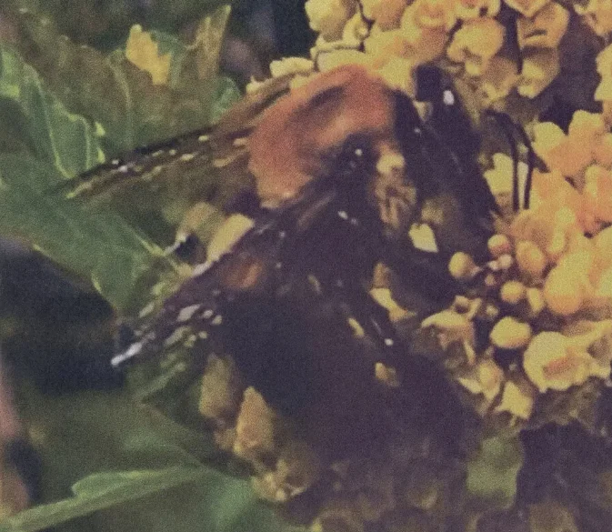 Broncho Natural Pleasure2