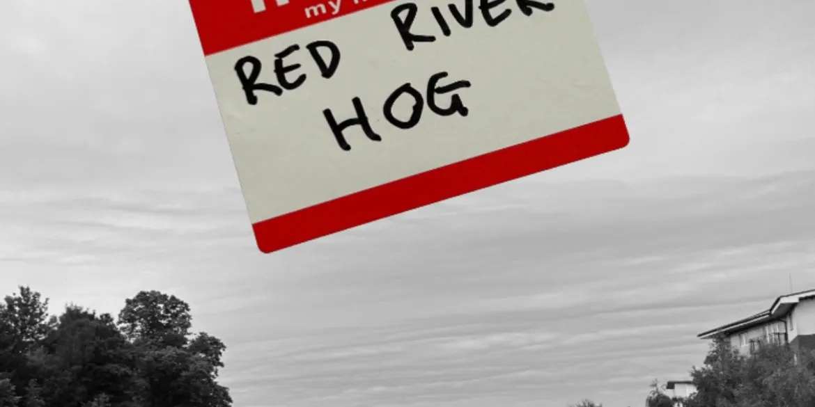 RED RIVER HOG Hello My Name Is. ART